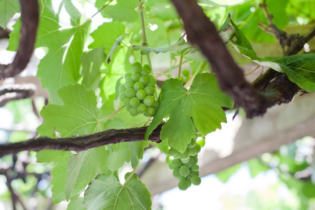 The Vineyard on Ballito Dış mekan fotoğraf